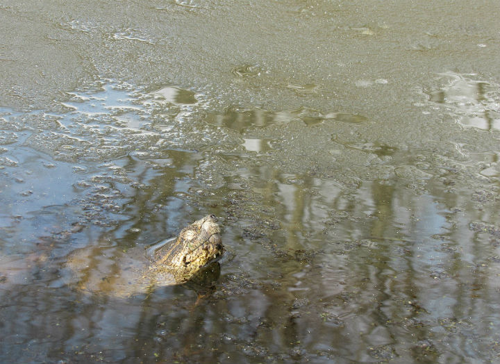 Common Snapping Turtle